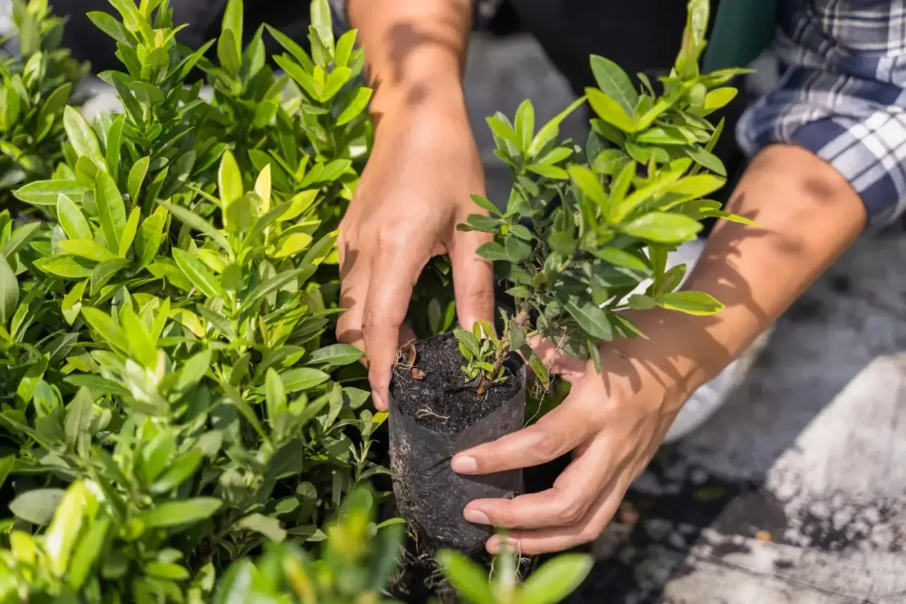 Plantón en bolsa para almácigo